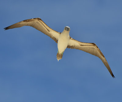 Blue footed Booby in flight.North Seymour