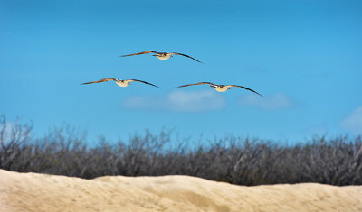 North Seymour island