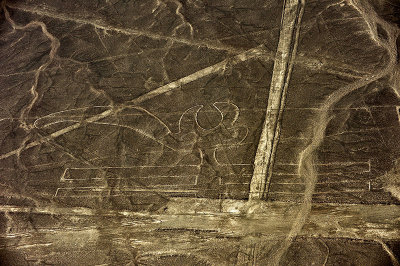 Papagallo Parrot. Nazca lines