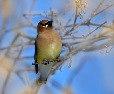 Cedar Waxwing