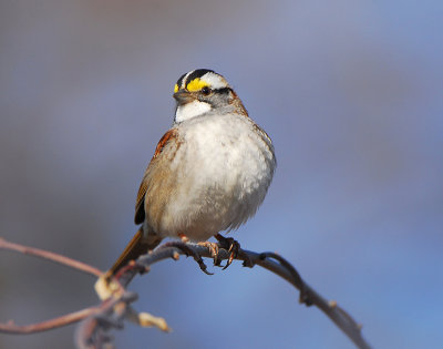 Yellow crowned Sparrow