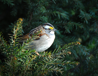 Yellow crowned Sparrow