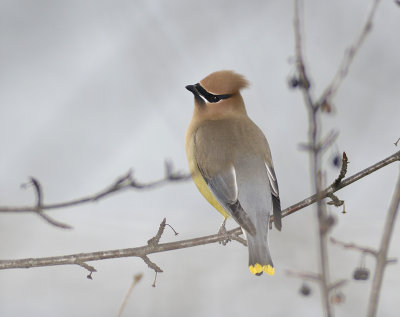 Cedar Waxwing