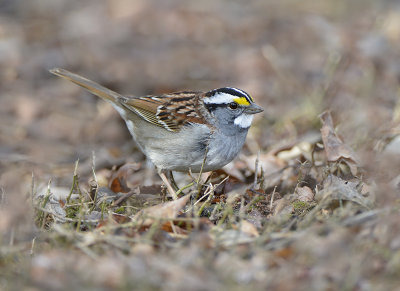 Yellow Crowned Sparrow