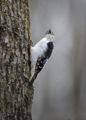 Snowy Woodpecker