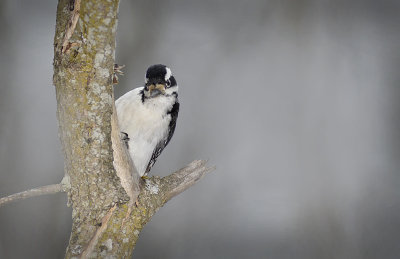 Snowy Woodpecker