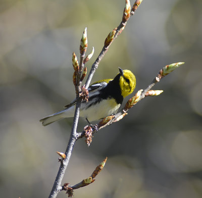 Black throad green Warbler
