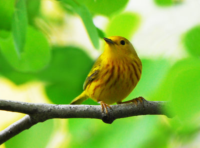 yellow Warbler