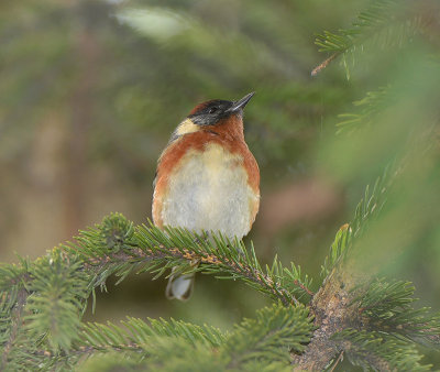 Bay breasted Warbler