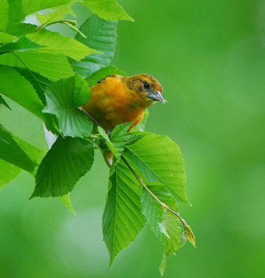 Baltimore Oriole