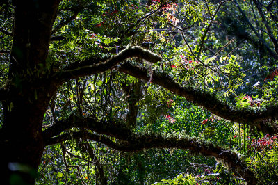 Wild avocados tree of cloud forest