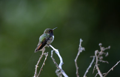 Hummingbird