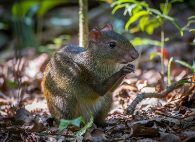 An Agouti