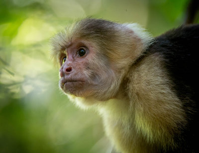 Capuchi Monkey