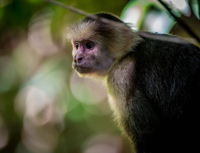 Capuchi Monkey