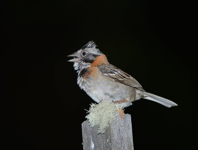 Rufous Collared Sparrow