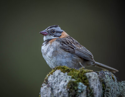 Rufous Collared sparrow