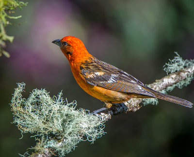 Flame Colored  Tanager female