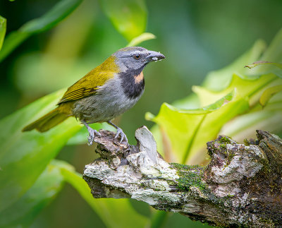 Scarlet-rumped Tanager