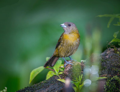 Scarlet-rumped Tanager