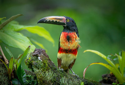 Fiery-billed Aracari