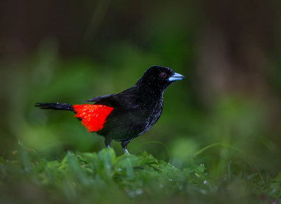 Passerini's Tanager