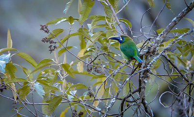 Emerald Toucanet