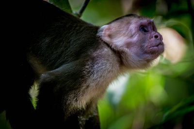 Capuchi Monkey