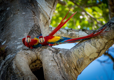 Scarlet Macaw