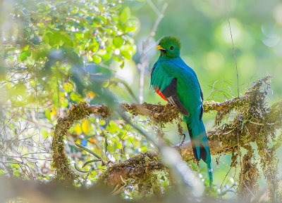 Respendent Quetzal