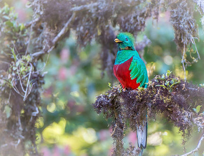 Respendent Quetzal