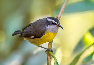 Sooty capped bush Tanager