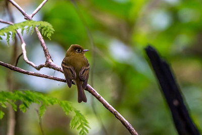 Yellowish flycatcher