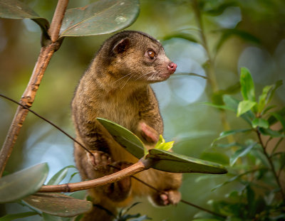 Kinkajou