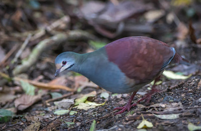 White Tipped Dove