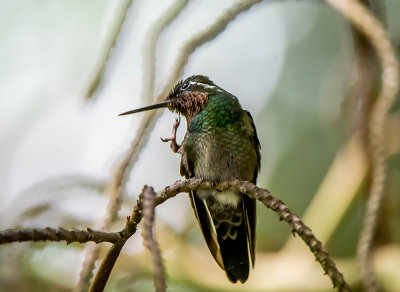 Hummingbirds at Monteverde Cloud Forest Biological Reserve.Costa Rica