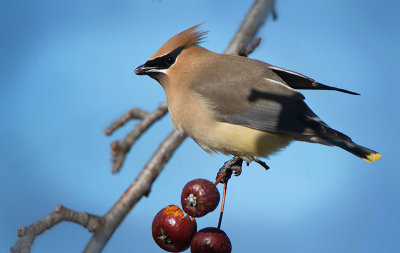 CEDAR WAXWINGS