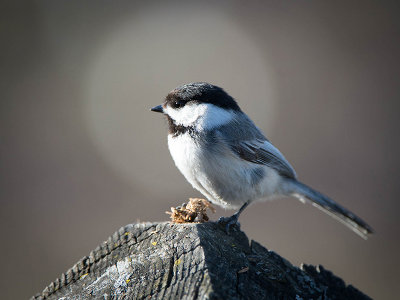 BLACK CAPPED CHICKADEE