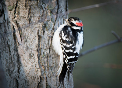 DOWNEY WOODPECKER