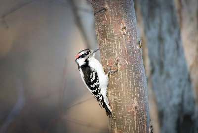 DOONEY WOODPECKER