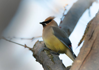 CEDAR WAXWINGS