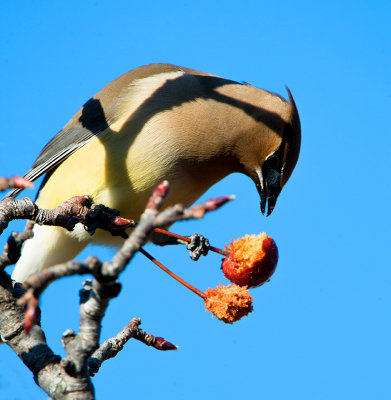 CEDAR WAXWINGS