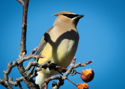 15/04 CEDAR WAXWINGS