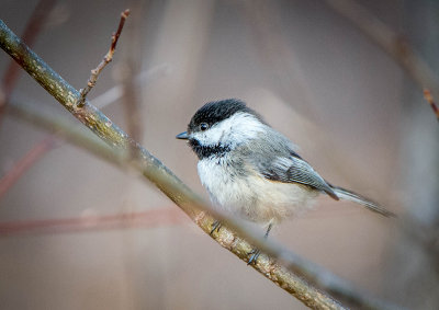 17/04 BLACK CAPPED CHICKADEE