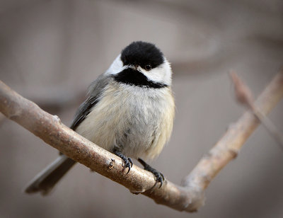 20/04 BLACK CAPPED CHICKADEE