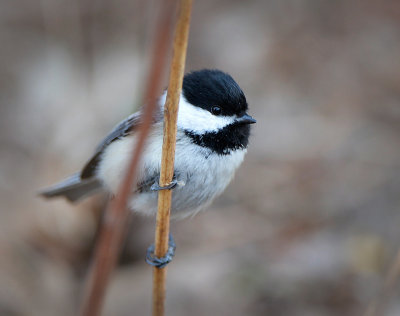 20/04 BLACK CAPPED CHICKADEE