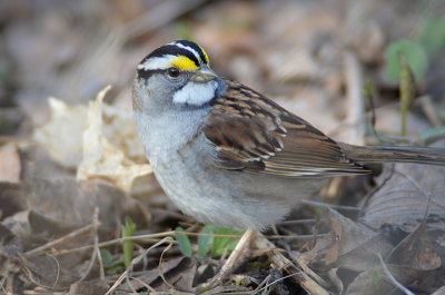 02/5 YELLOW CROWNED SPARROW