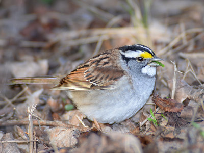 02/5 YELLOW CROWNED SPARROW