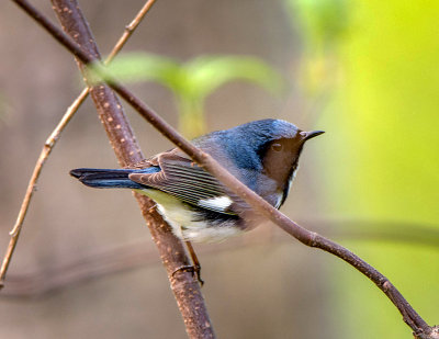 13/5 BLACK THROATED BLUE WARBLER