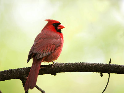 15/5 NORTHERN CARDINAL